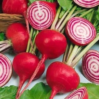 Hạt giống củ cải đường 100 hạt