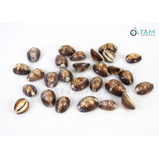 Vỏ ốc heo nâu nhỏ trang trí phong cách biển hủ 170-180g HOS-17 TAN