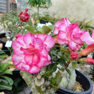 HẠT GIỐNG HOA SỨ THÁI KÉP 10 MÀU ( 10 hạt)