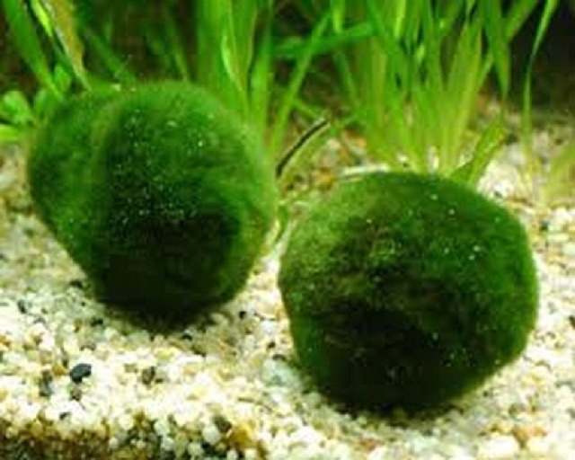 TẢO CẦU MAY MẮN NHẬT BẢN | MOSS BALL| TẢO CẦU RÊU DỄ CHĂM KHÔNG CẦN CO2