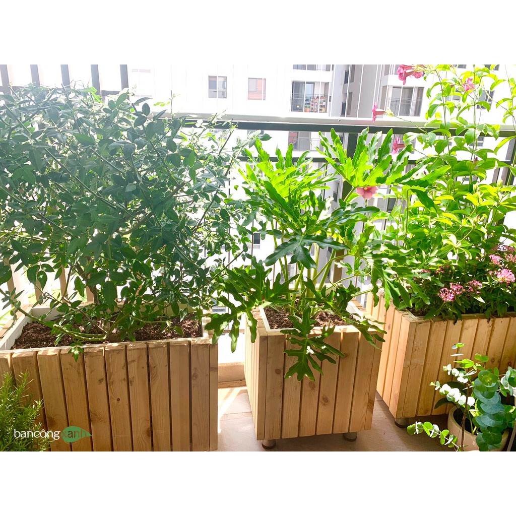 Chậu gỗ vuông trồng cây cao cấp - ban công xanh