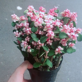 Cây cành vàng lá ngọc