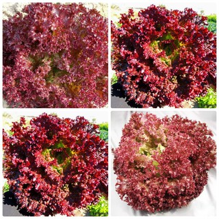 Hạt Giống Rau Xà lách xoăn tím - 1 gói 0.2gram