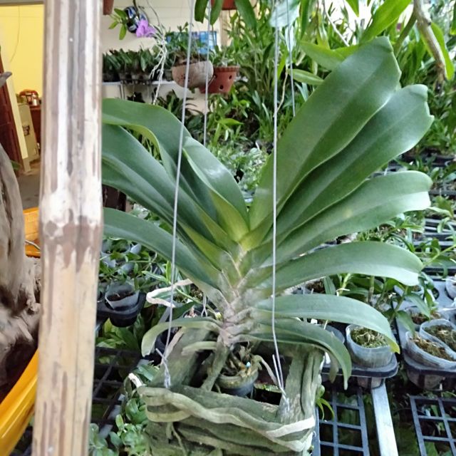 Đai châu lá mít hồng sen