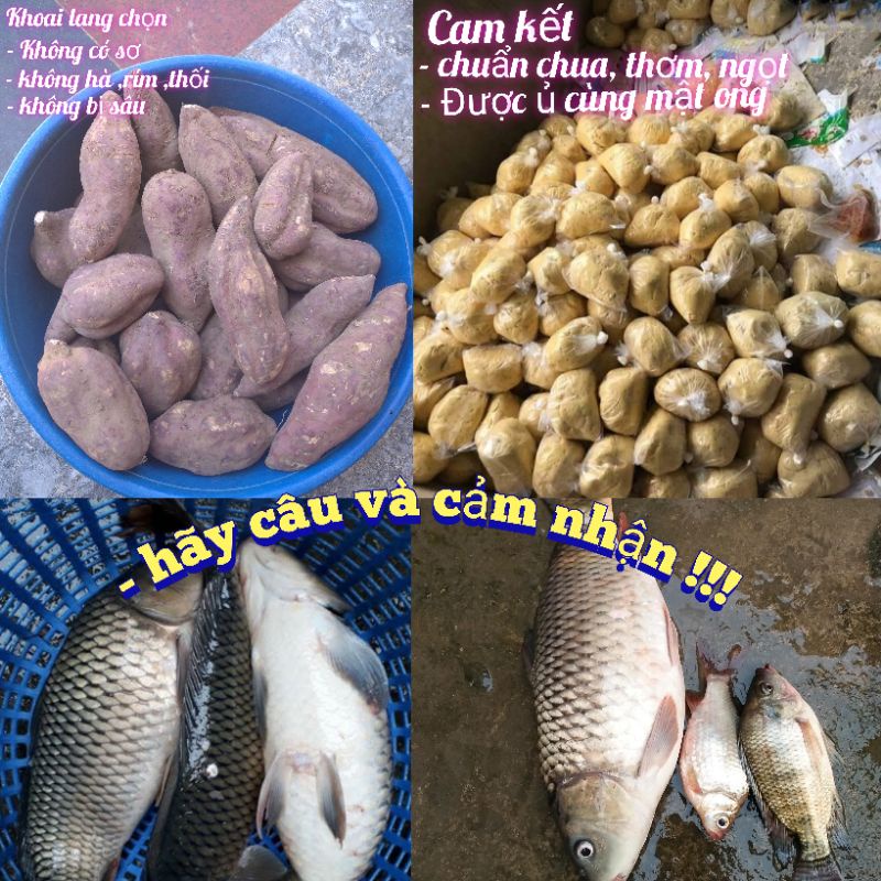 khoai lang ủ mật ong_khắc tinh của chép, diếc tự nhiên,500gam.
