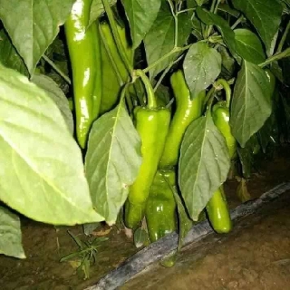 500 hạt ớt sừng bò ngọt