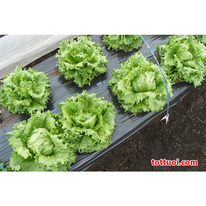 Hạt giống rau xà lách chịu nhiệt minetto - xà lách Mỹ ăn giòn, ngọt gói 4g