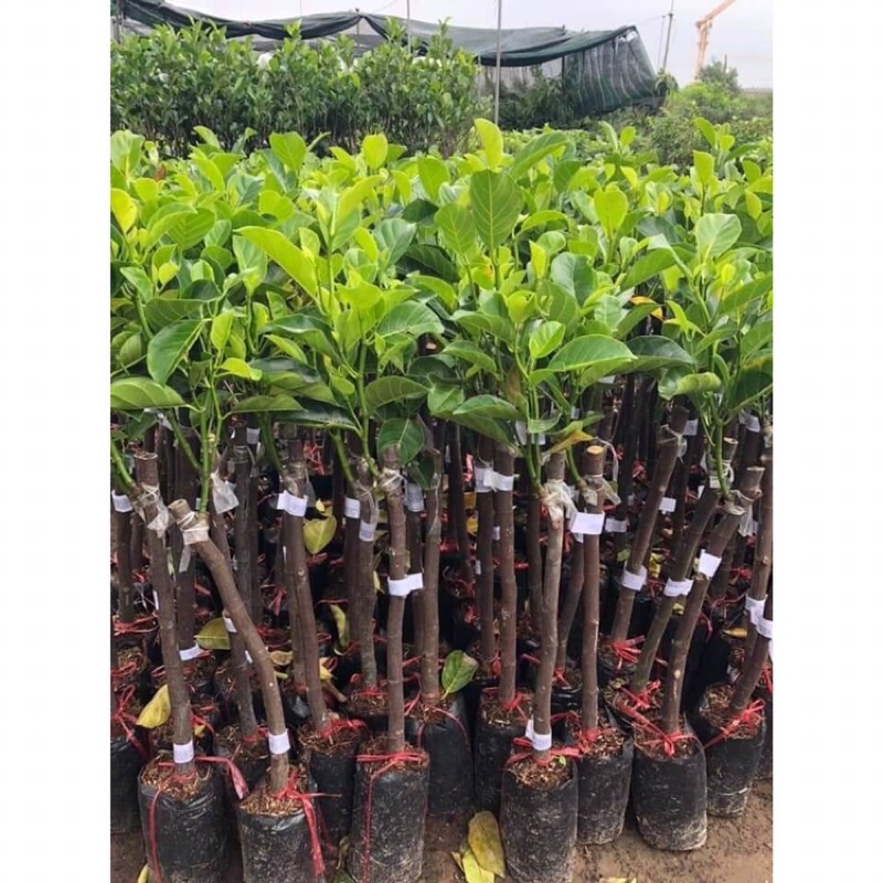 Cây mít thái siêu sớm giống chuẩn