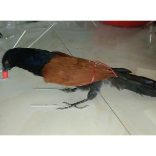 Bịp giả nhồi keo - sử dụng các vật liệu từ chim bìm bịp thật!