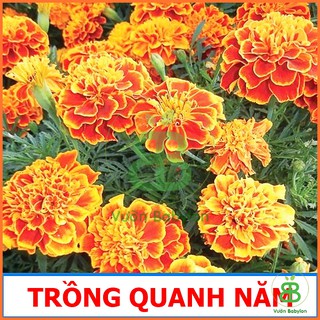 Hạt Giống Cúc Vạn Thọ Ban Mai 0,1G