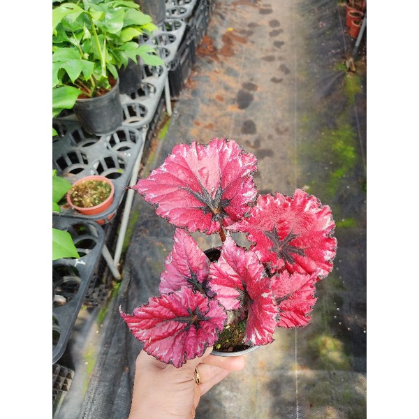 Chậu cứng Begonia Miami Storm