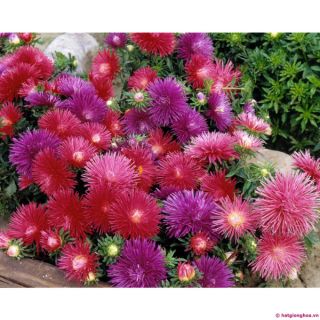Hạt giống hoa cúc magic mix