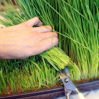 100gr Hạt Giống Mầm Lúa Mạch, Cỏ Lúa Mì