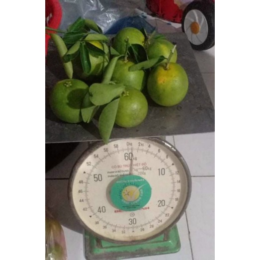 Cam xoàn bao ngọt 1kg 7trai