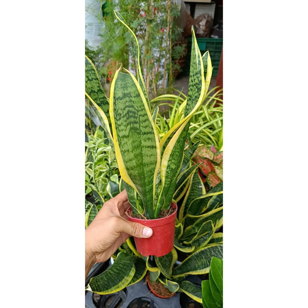 cây lưỡi hổ để bàn