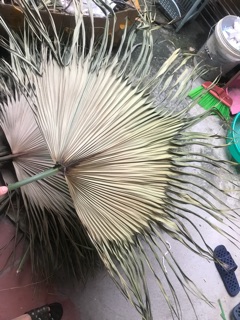 Lá cọ khô ( chuyên sỉ sll)