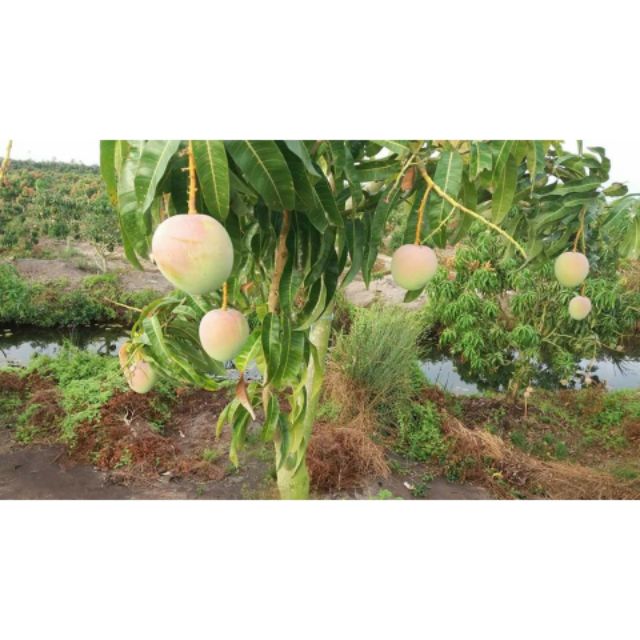 Cây giống Xoài Úc... cây trưởng thành