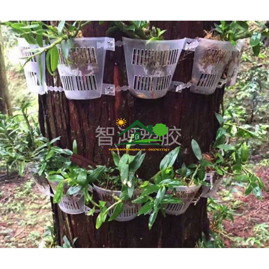2 Chậu nhựa trong áp thân cây chuyên trồng lan thòng lan rừng các loại cây rễ bám