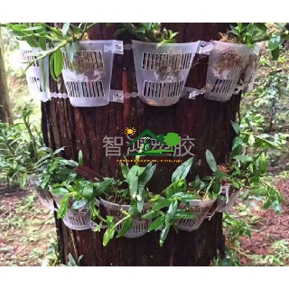 100 Chậu nhựa trong áp thân cây chuyên trồng lan thòng lan rừng các loại cây rễ bám