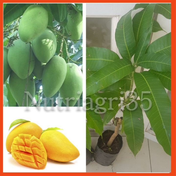 Cây giống Xoài Cát Hòa Lộc_ 👍👍_Cây to, khỏe, gốc lớn cao 1m