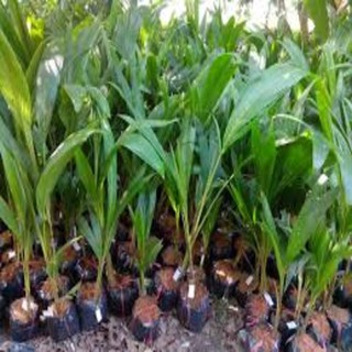 CÂY GIỐNG DỪA SÁP - CHUẨN GIỐNG F1 , SIÊU QUẢ NGỌT THƠM MÁT