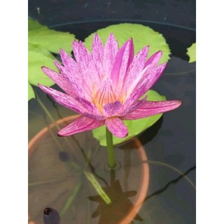 Cây súng hồng sọc Suwanna- cây đẹp