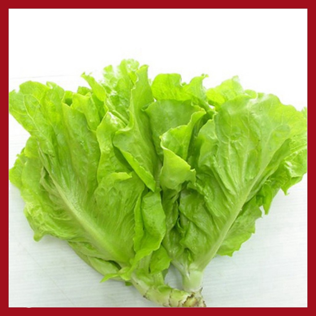 Giống Rau Xà lách mỡ