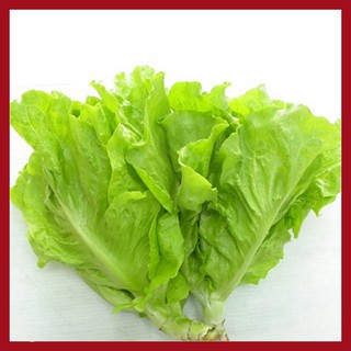 Giống Rau Xà lách mỡ