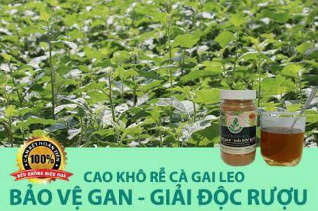 Cao Khô Rễ Cà Gai Leo