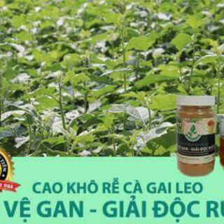 Cao Khô Rễ Cà Gai Leo