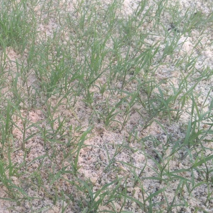 HẠT GIỐNG CỎ TRỒNG THẢM BERMUDA - GÓI 10 GRAM