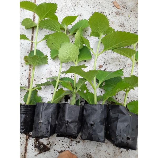 Chậu, Cây giống húng chanh