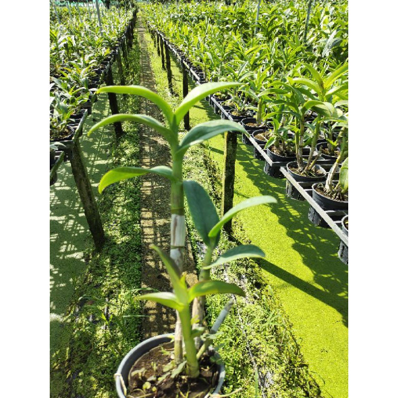 Den Tommy cây trưởng thành