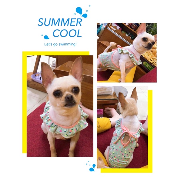 Bikini cho thú cưng/Quần sinh lý liền thân cho cún cái