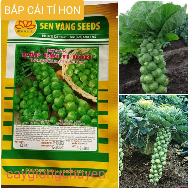 GÓI HẠT GIỐNG BẮP CẢI TÍ HON 0.2G