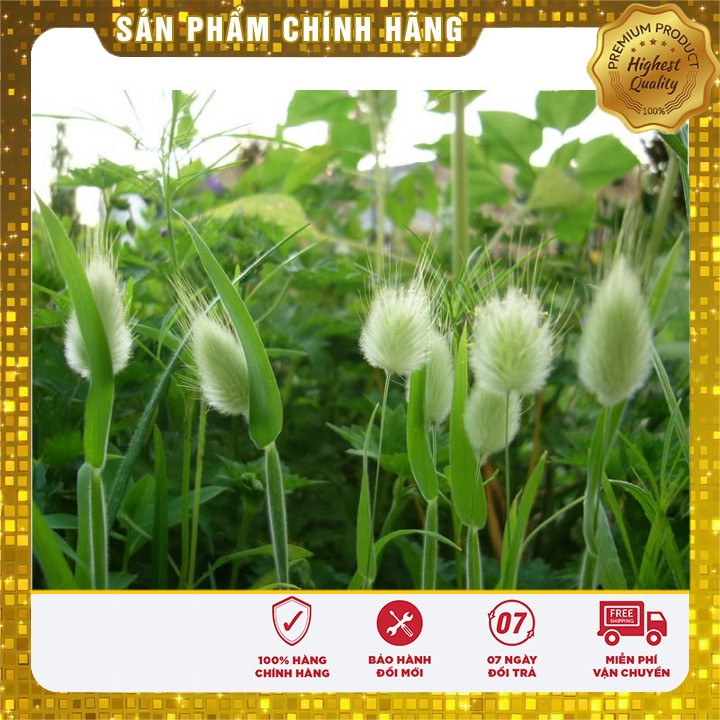 Hạt Giống Cỏ Đuôi Thỏ ( 0,2 gram)