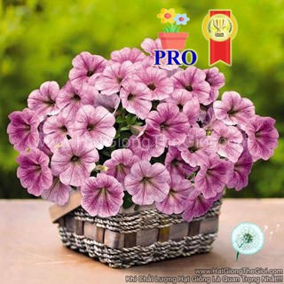 25h Hạt Giống Hoa Dạ Yến Thảo Rũ Success! TR Gân Bạc (| -KD: B36*X69)