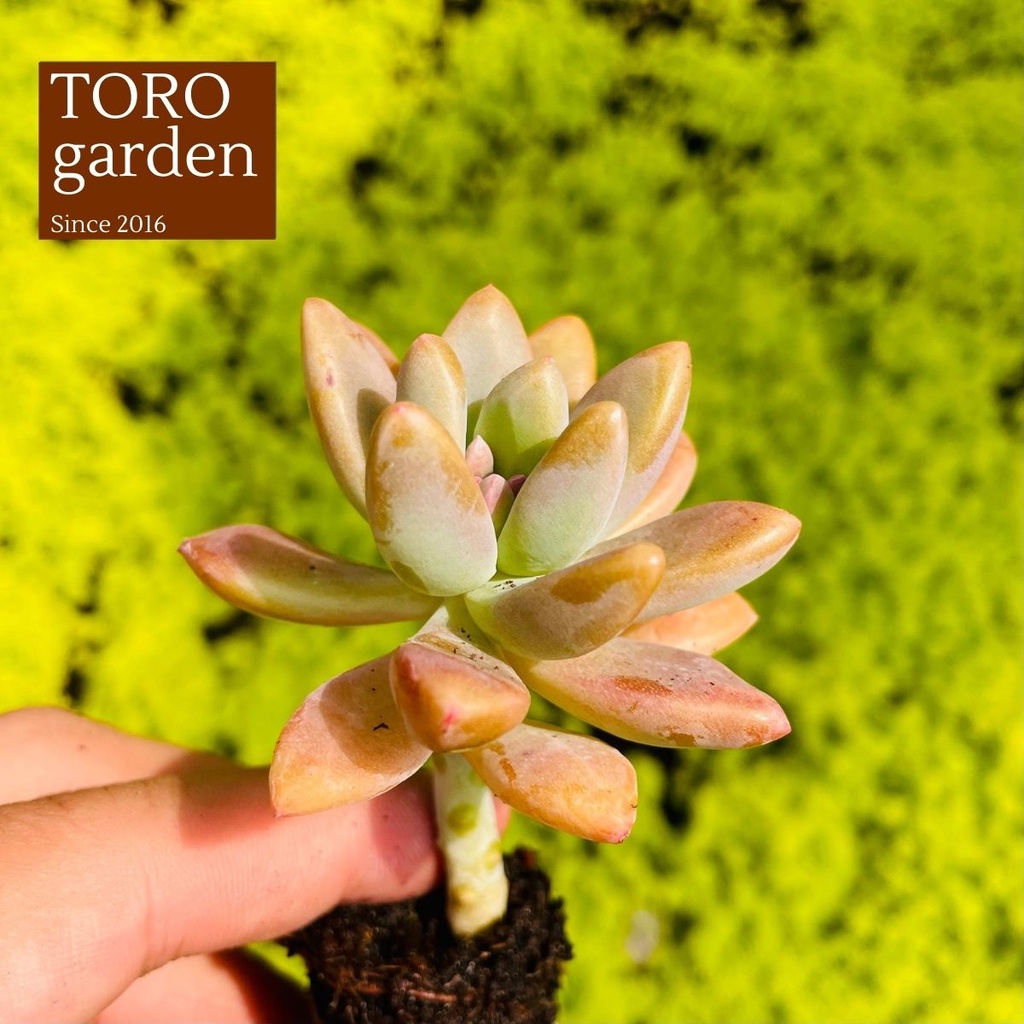 Sen đá pha lê Đà Lạt size mini cây cảnh trang trí nhà cửa Toro garden