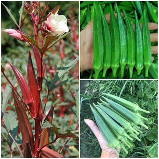 Hạt giống đậu bắp, hạt giống đậu bắp đỏ, hạt giống rau bốn mùa, tỉ lệ nảy mầm lên đến 95% 20h