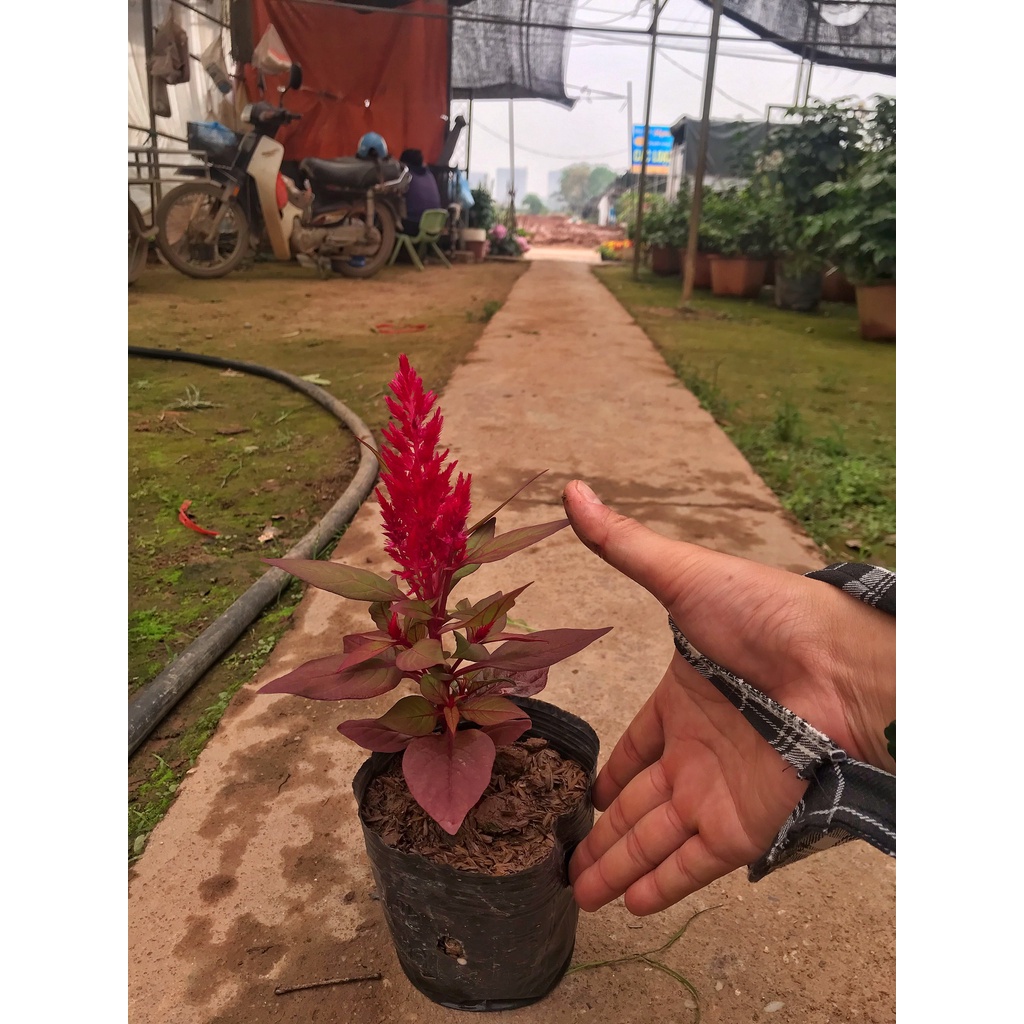 Cây hoa mào gà lửa đã có hoa, chiều cao 10-15cm cây dễ trồng, trang trí sân vườn, ban công
