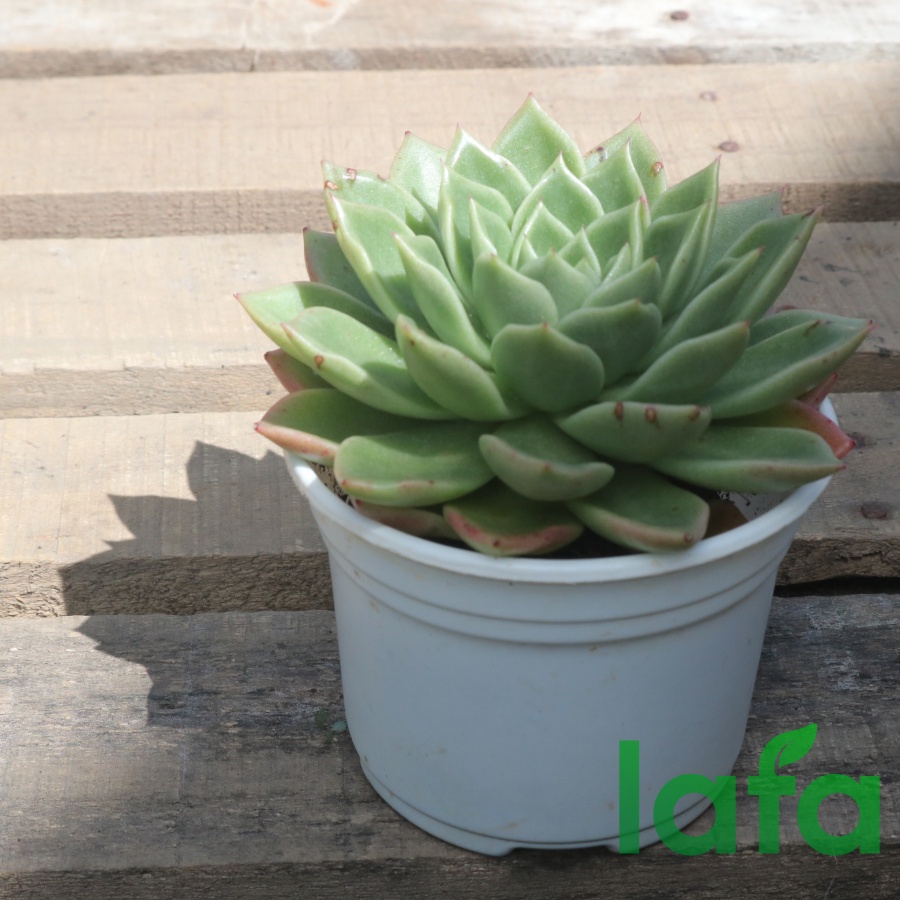 Combo 50 Chậu nhựa kích thước  chuyên trồng cây sen đá thành thấp LAFA chậu chuyên dùng ươm giống cây trồng