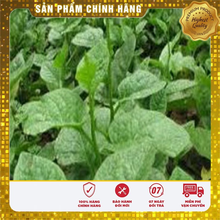 Hạt giống Rau Mồng Tơi Xanh(20 gram)