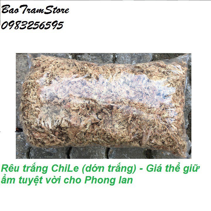 [SIEURE] Rêu trắng ChiLe - Giá thể giữ ẩm tuyệt vời cho phong lan, gói 500g hàng đẹp, phân phối chuyên nghiệp.