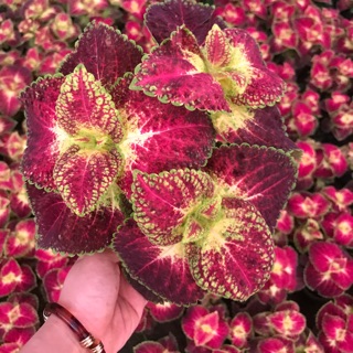 Cây lá gấm trang trí lối đi, thảm hoa, bạn công công trình lẻ 16k/b