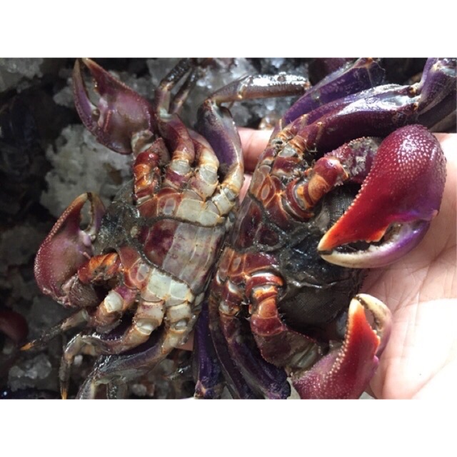 Ba khía muối nguyen con loại trung