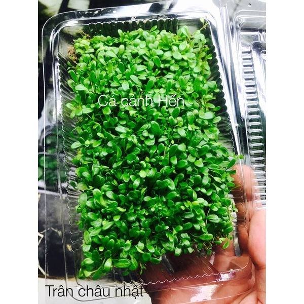 Trân châu nhật bản - Cây thuỷ sinh thảm nền siêu đẹp , siêu xanh