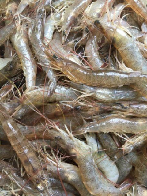 Mắm tép sông 500g