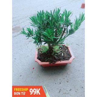 Chậu Tùng Vạn Niên Size Lớn