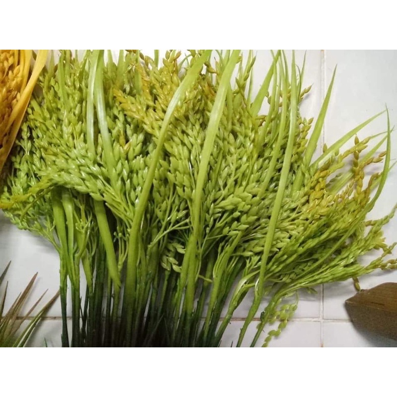 Bông lúa loại 1