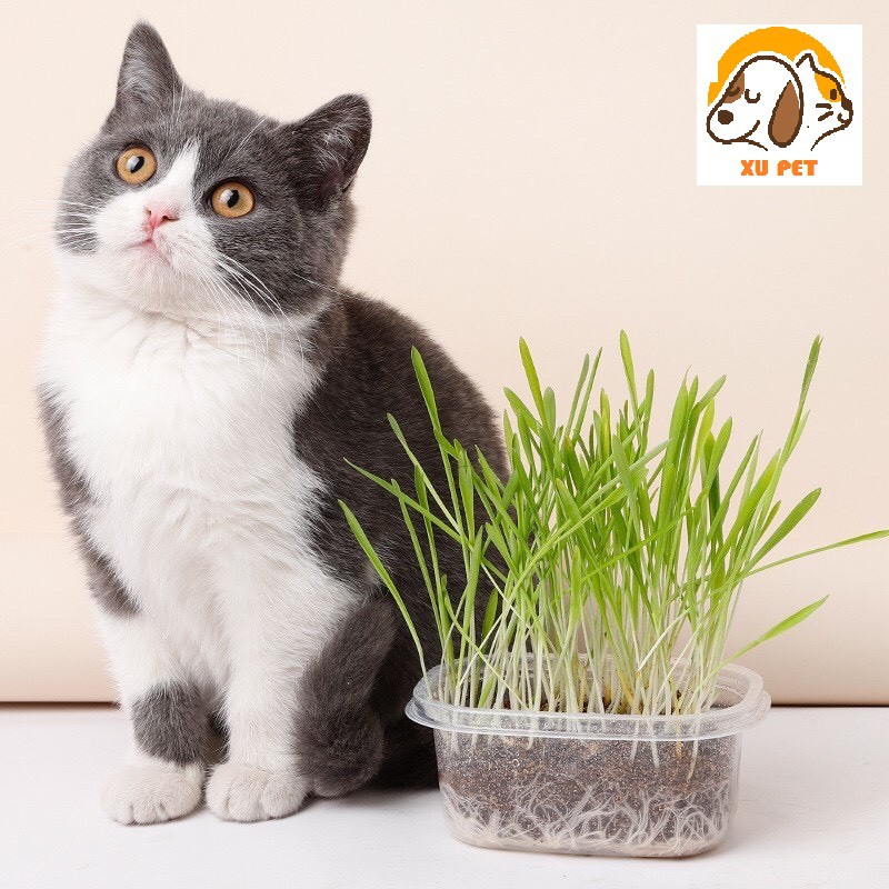 Bộ Kit Trồng Cỏ Mèo Hạt Lúa Mạch